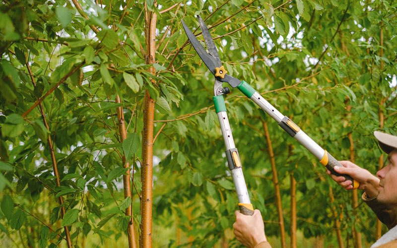 Tree trimming in Galesburg, ND