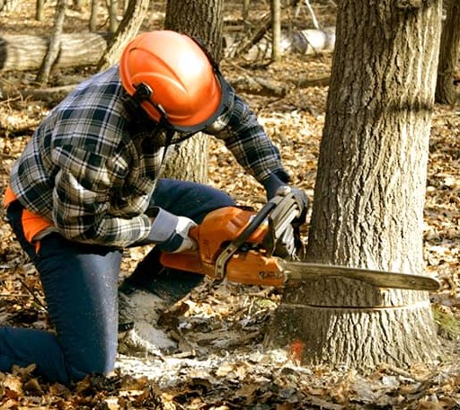 Tree Removal in Galesburg, ND